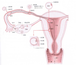 子宮、卵巣、卵子、卵管、不妊